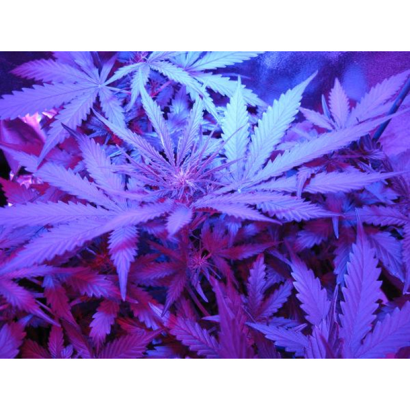 Critical Jack Herer Auto - Delicious, 5