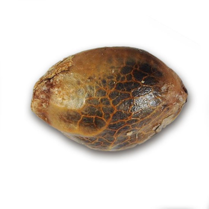 Critical Jack Herer - Delicious, 3