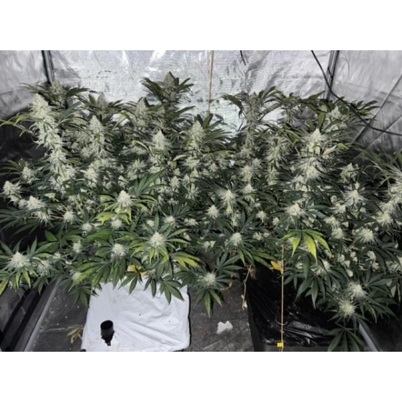 Critical Neville Haze 2.0 - Delicious, 3