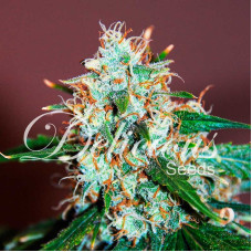 Critical Neville Haze 2.0 - Delicious, 3