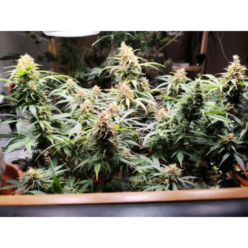 Critical Neville Haze Auto - Delicious, 5