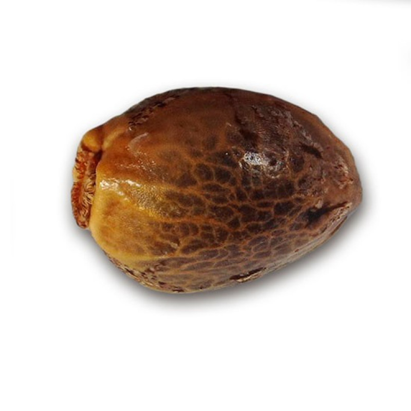 Critical Neville Haze Auto - Delicious, 5