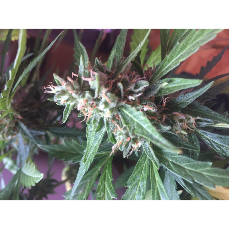 Critical Neville Haze Auto - Delicious, 5