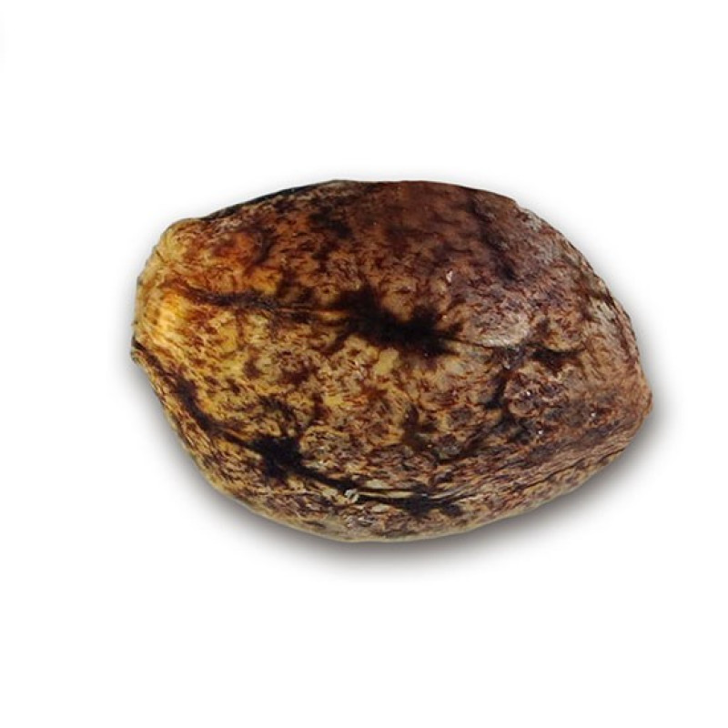 Critical Sensi Star Early Version - Delicious, 10+5