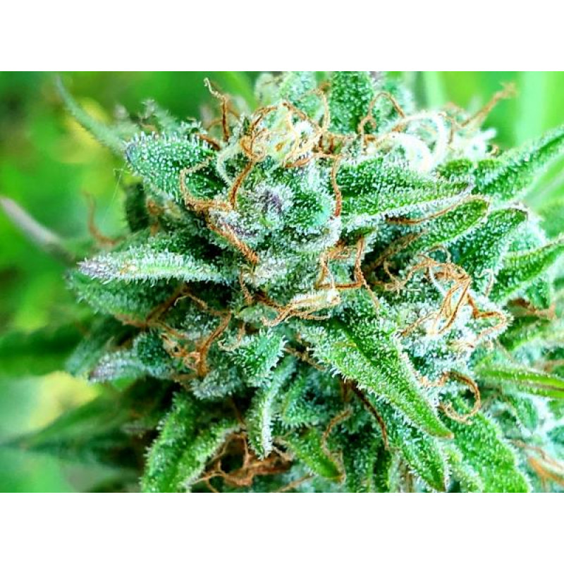 Critical Sensi Star Early Version - Delicious, 10+5