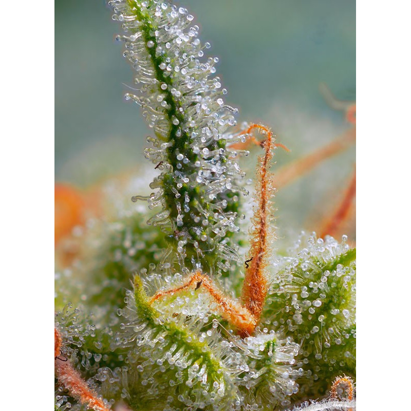 Crystal Candy Auto - Sweet Seeds, 3+1