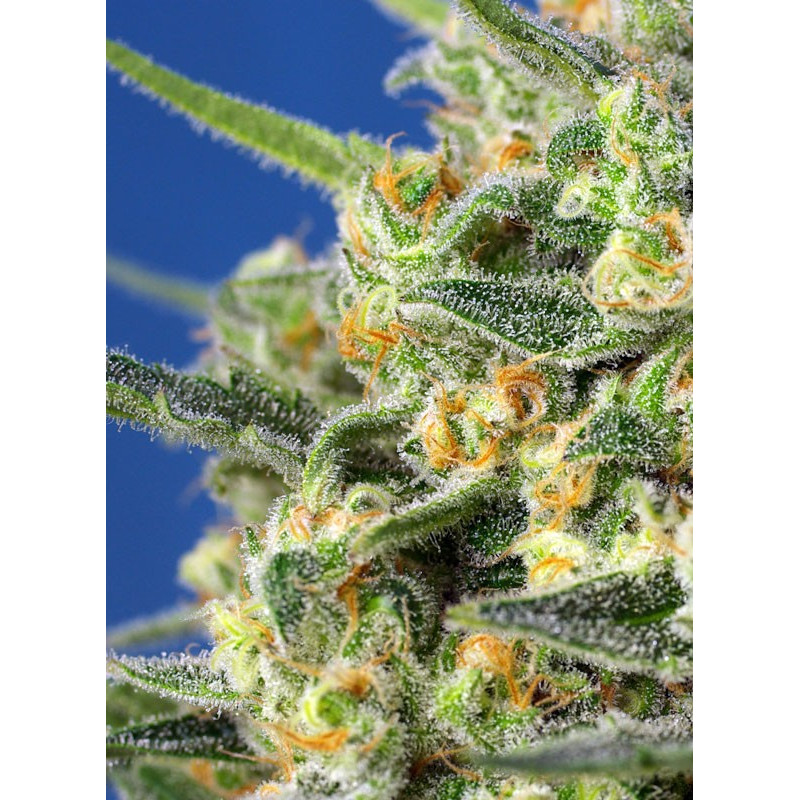 Crystal Candy F1 Fast Version - Sweet Seeds, 3+1