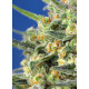 Crystal Candy F1 Fast Version - Sweet Seeds, 3+1