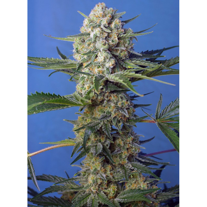 Crystal Candy F1 Fast Version - Sweet Seeds, 3+1