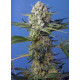 Crystal Candy F1 Fast Version - Sweet Seeds, 3+1