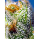 Crystal Candy F1 Fast Version - Sweet Seeds, 3+1
