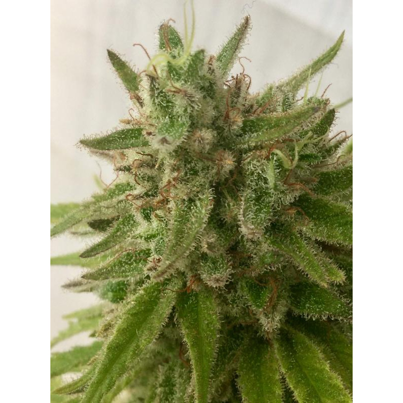 Deep Mandarine - Delicious, 3