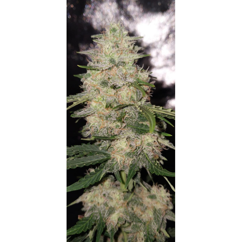 Delicious Candy Auto - Delicious, 5