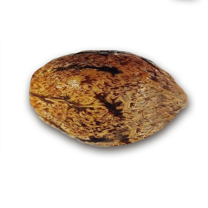 Delicious Candy Regular - Delicious, 15