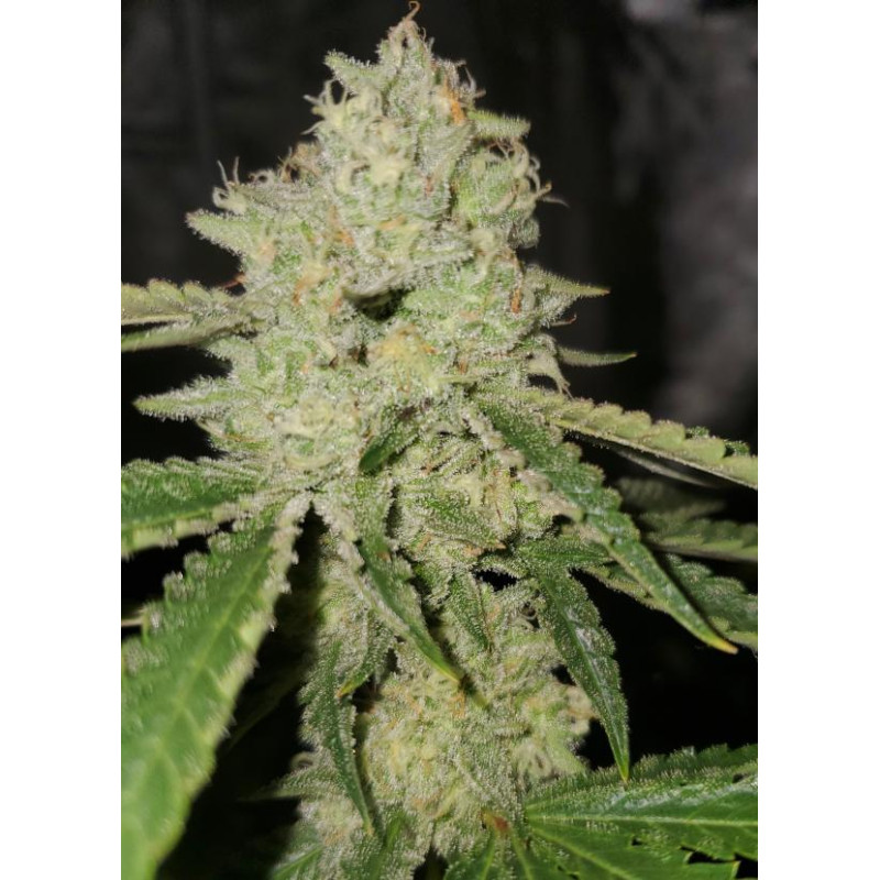 Delicious Cookies - Delicious, 3