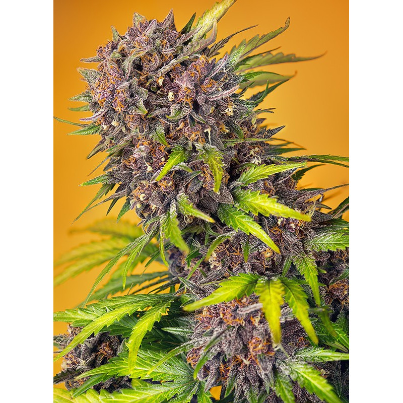 Diablo Rojo XL Auto - Sweet Seeds, 3+1
