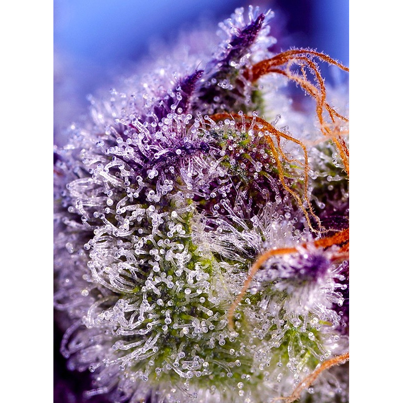 Diablo’s Delight XL Auto - Sweet Seeds, 3+2