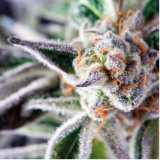 Do-Si-Dos - Pyramid, 5+2