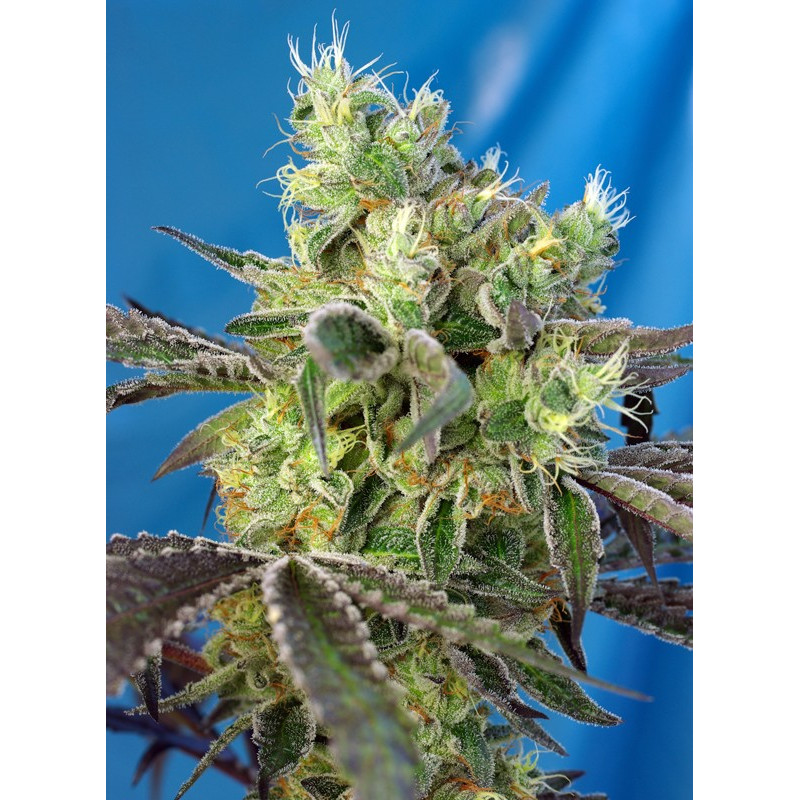 Do-Sweet-Dos - Sweet Seeds, 5+2