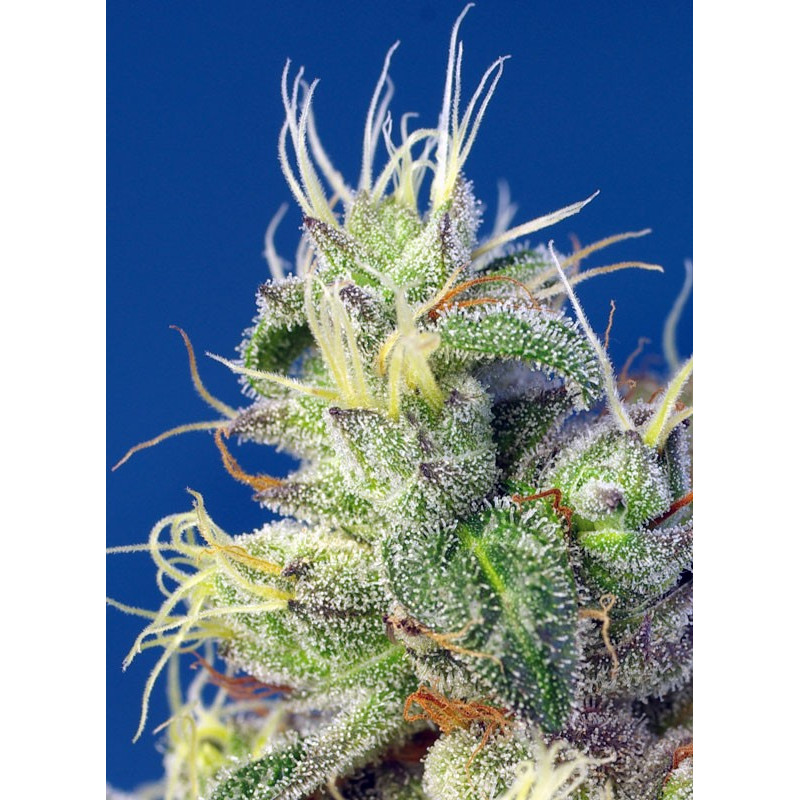 Do-Sweet-Dos - Sweet Seeds, 5+2