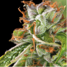 Double OG Haze - Pyramid, 5+2