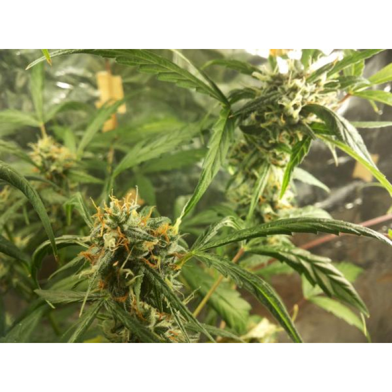 Eleven Roses Auto - Delicious, 10