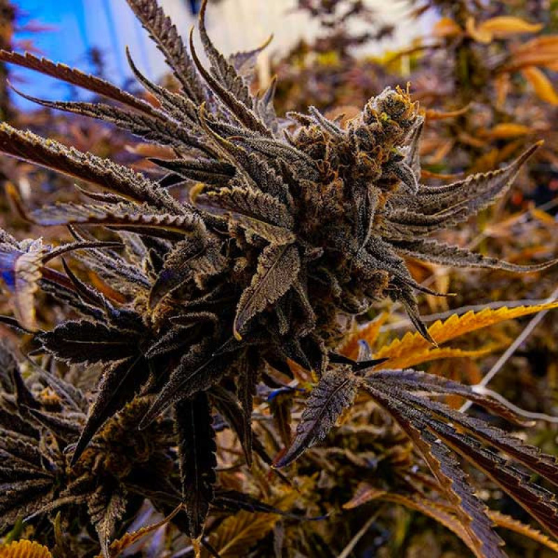 Eleven Roses - Delicious, 10