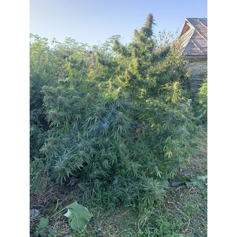 Eleven Roses Early Version - Delicious, 5