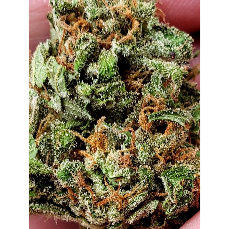 Eleven Roses Early Version - Delicious, 5