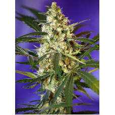 Fast Bud #2 Auto - Sweet Seeds, 5+2