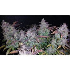 Fastberry Auto - Fast Buds, 3