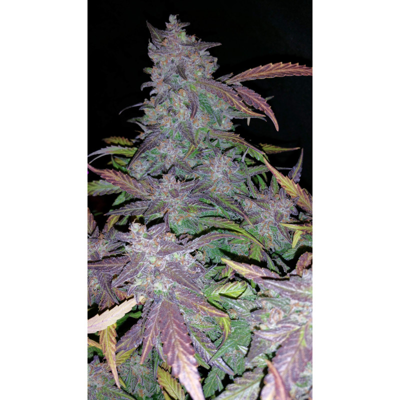 Fastberry Auto - Fast Buds, 3