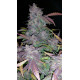 Fastberry Auto - Fast Buds, 3