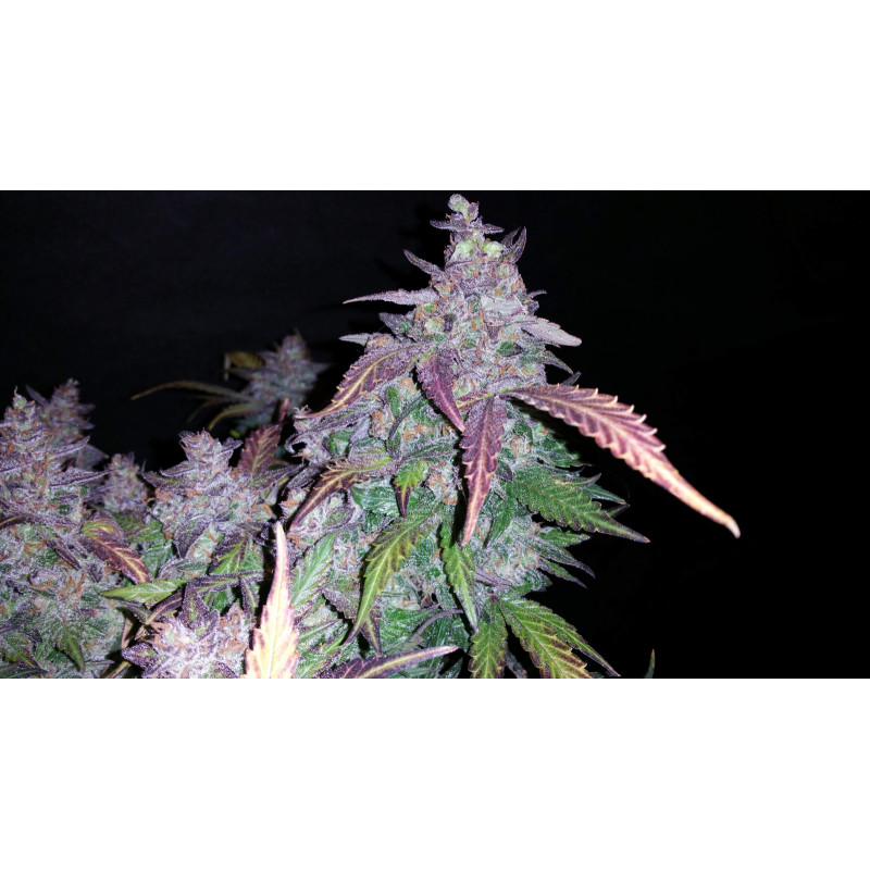 Fastberry Auto - Fast Buds, 3