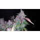 Fastberry Auto - Fast Buds, 3