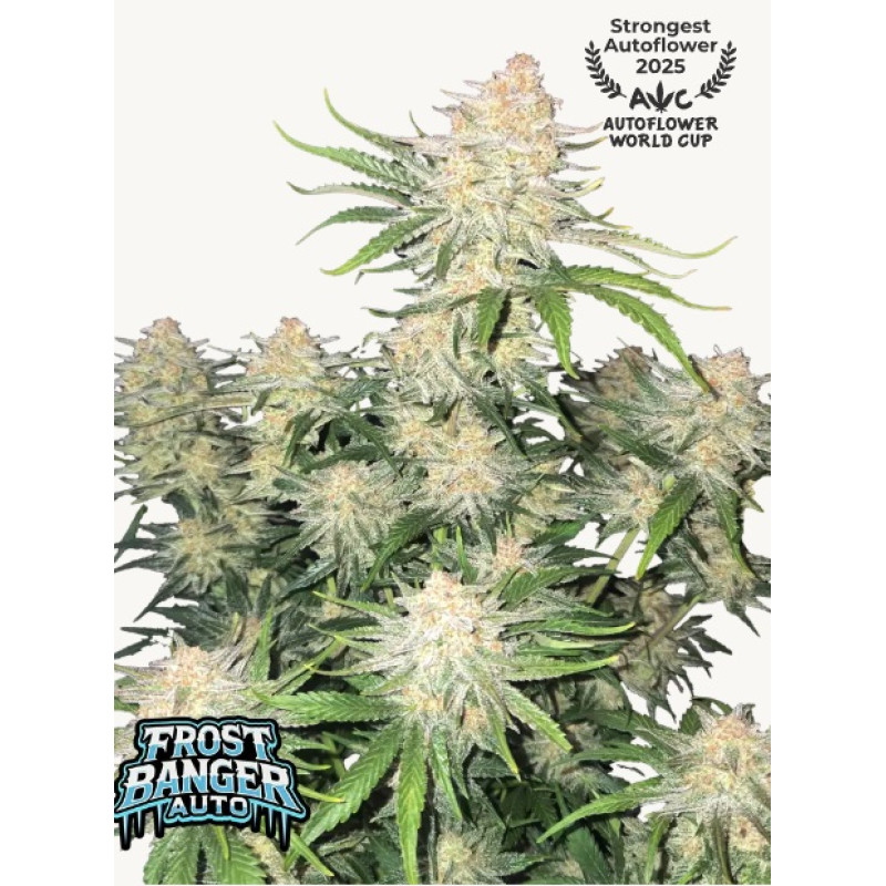Frostbanger Auto - Fast Buds, 5
