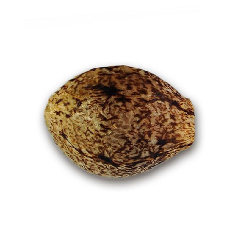 Fruity Chronic Juice - Delicious, 10