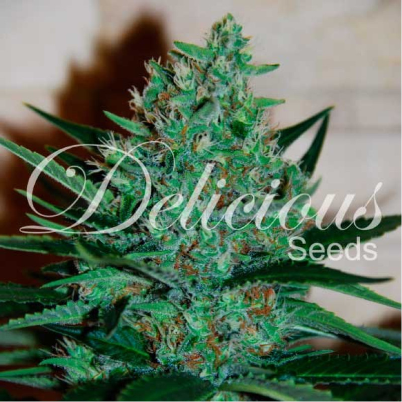 Fruity Chronic Juice - Delicious, 10