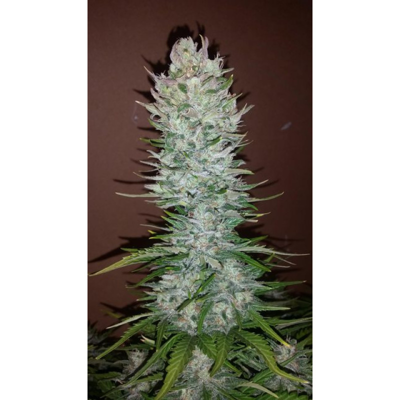 G14 Auto - Fast Buds, 3