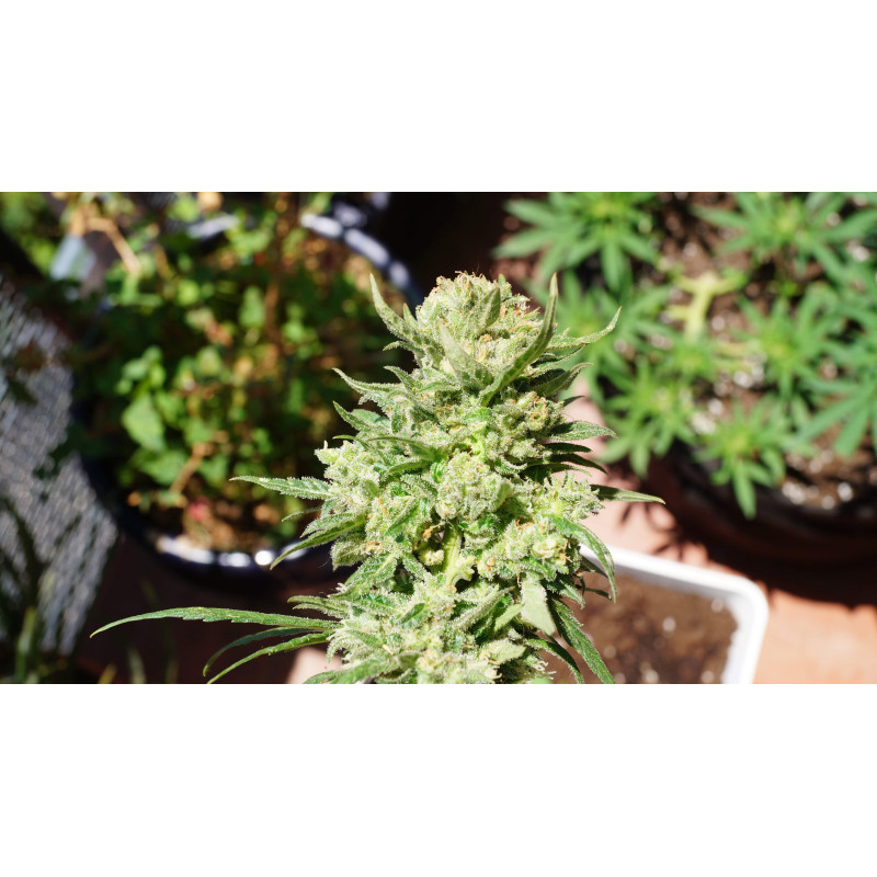 G14 Auto - Fast Buds, 3