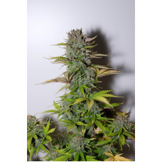 G14 Auto - Fast Buds, 3