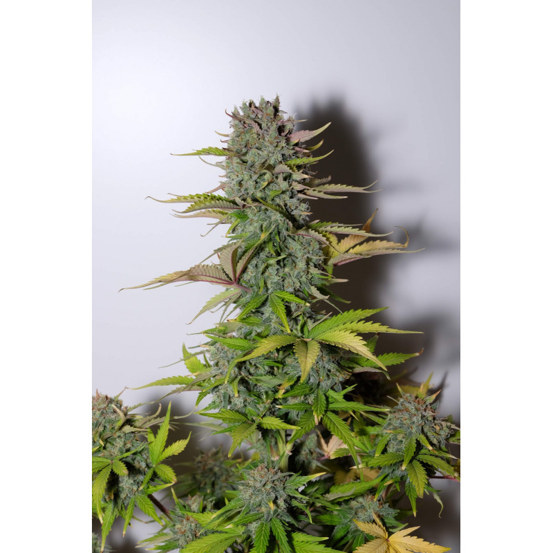 G14 Auto - Fast Buds, 3