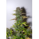 G14 Auto - Fast Buds, 3