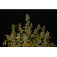 Gelato Auto - Fast Buds, 100