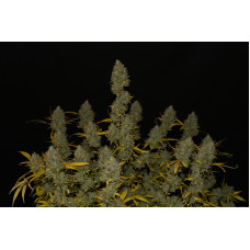 Gelato Auto - Fast Buds, 10