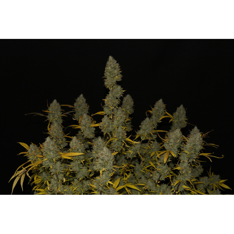 Gelato Auto - Fast Buds, 10