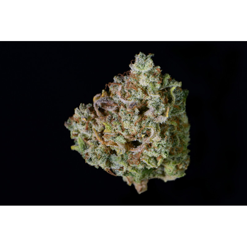 Gelato Auto - Fast Buds, 10