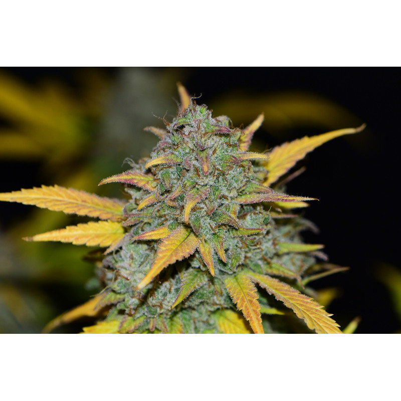 Gelato Auto - Fast Buds, 10