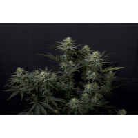 GG4 Sherbet FF - Fast Buds, 5