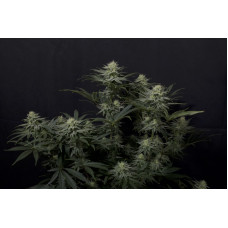 GG4 Sherbet FF - Fast Buds, 3